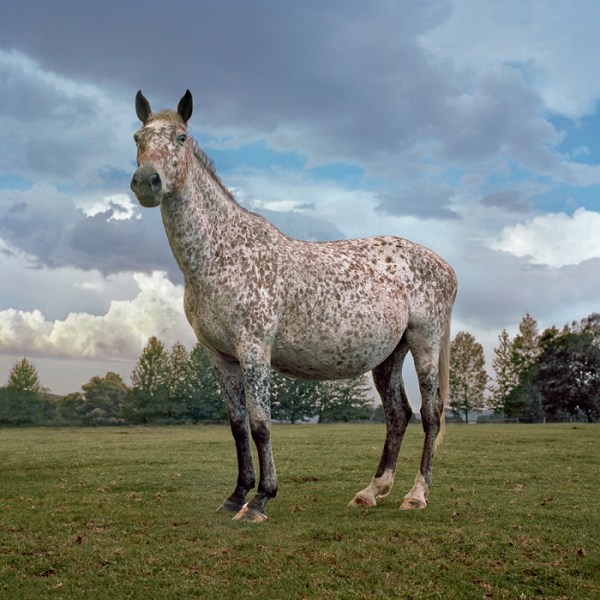 appaloosa_horse
