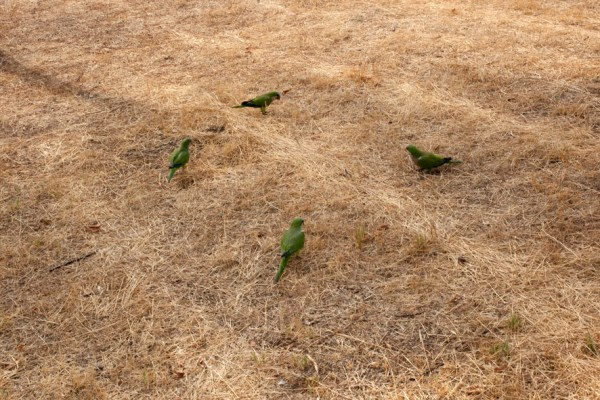 pajaros
