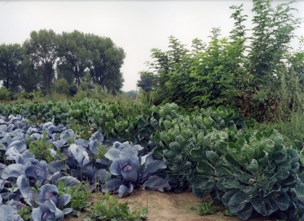 nieweg_1990_kohlfeld_m8569_ii_web