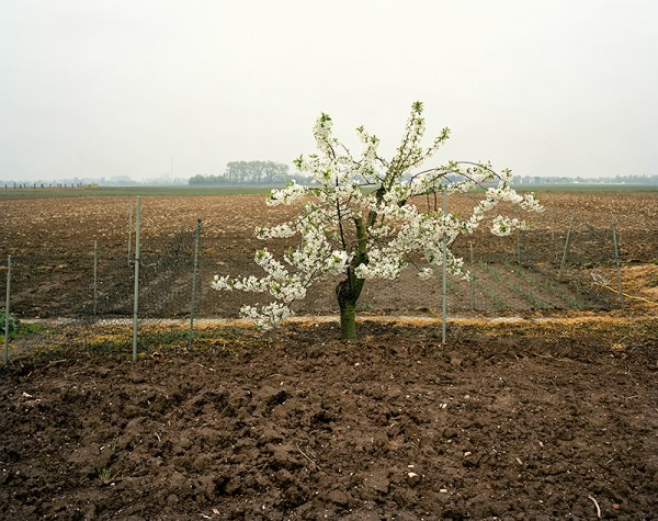Nieweg_8382_2003_Wildkirs Kopie